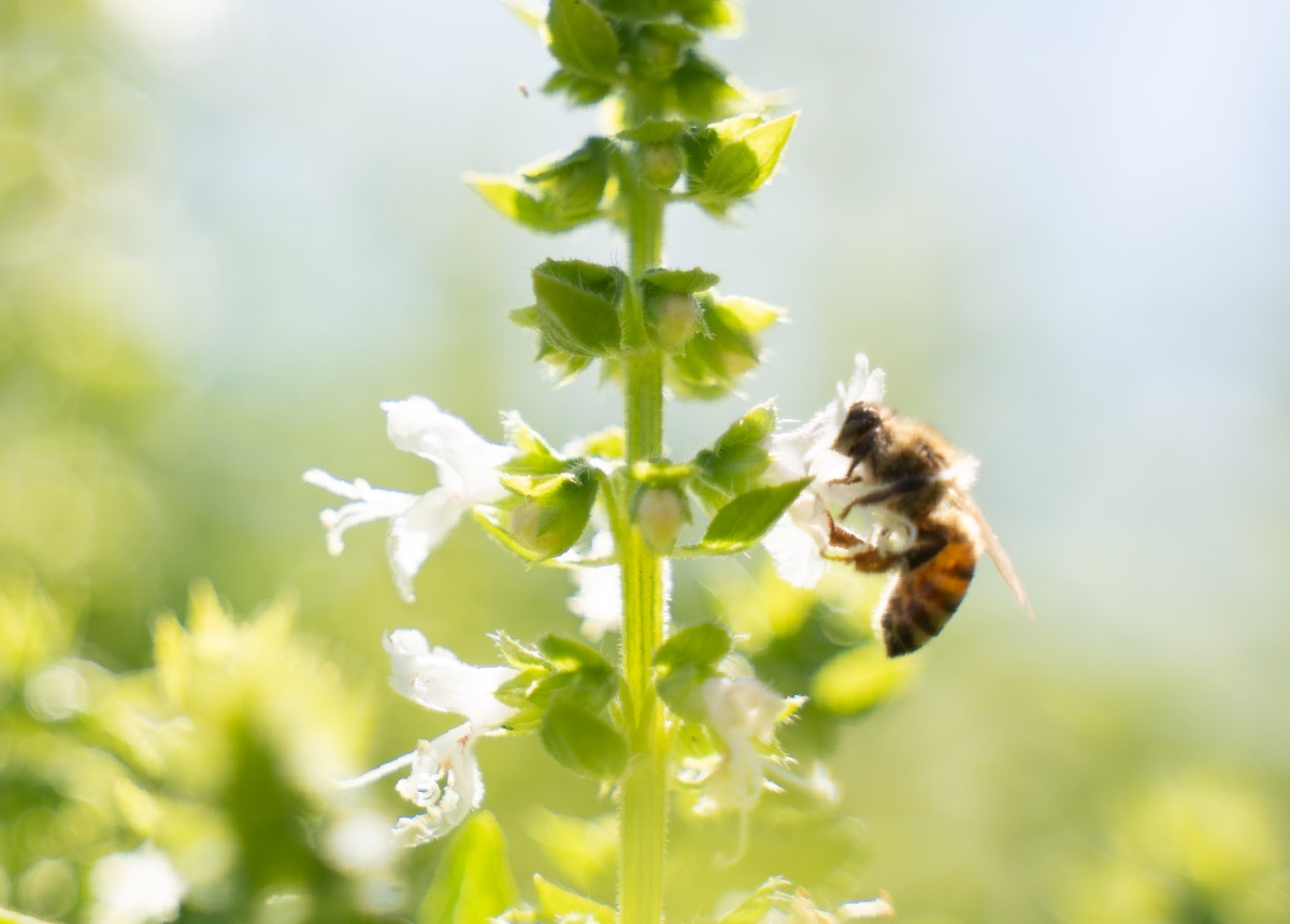 https://www.pepsico.com.mx/images/mexicolibraries/1_news/latam_comms_header-web_bee-project_r02_mesa.jpeg