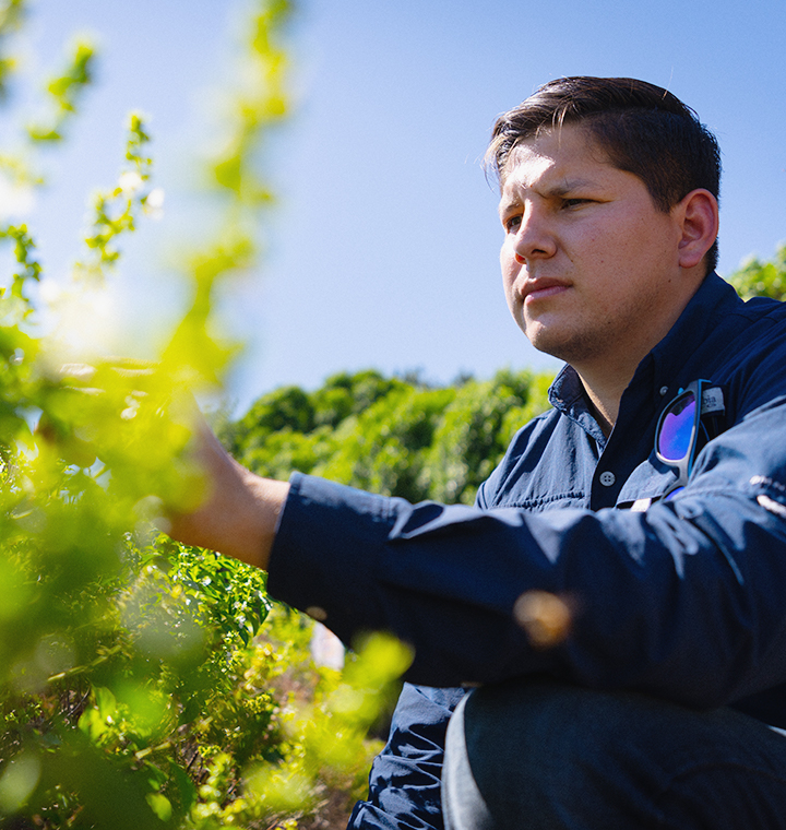 Man inspecting a plant