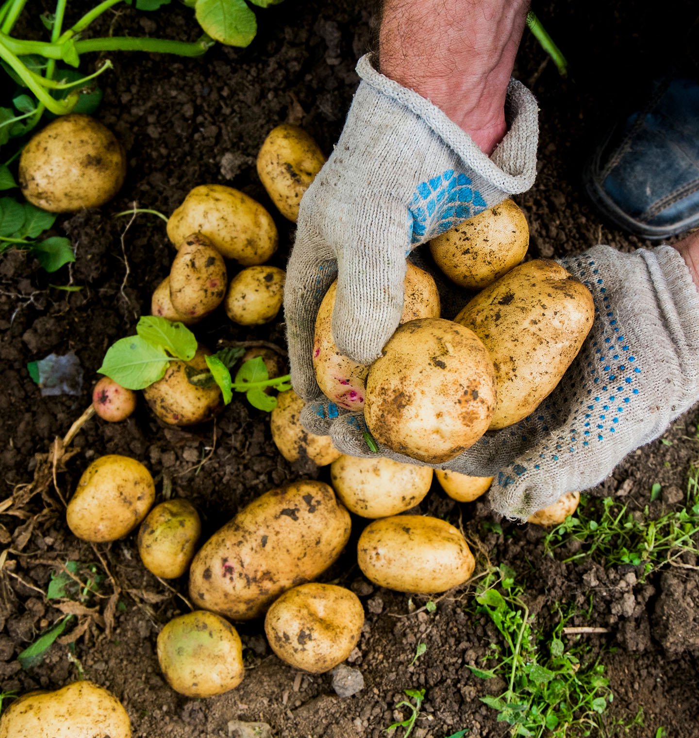 Manos cosechando papas de la tierra