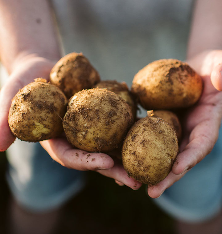 Hands holding potatoes